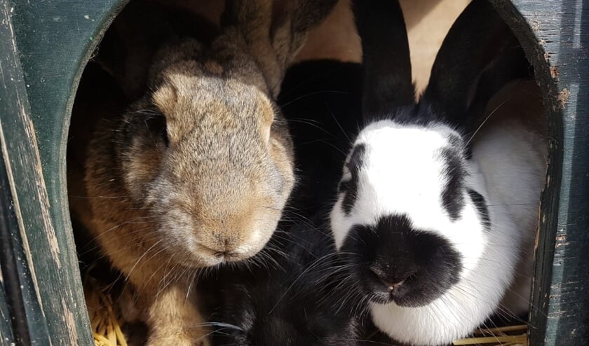 <p>De Kinderboerderij blijft open. </p>