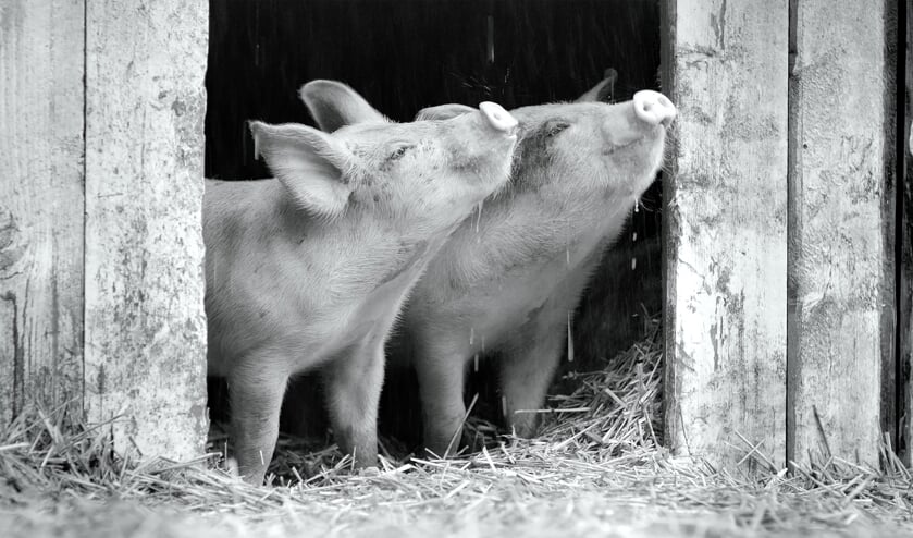 <p>Gunda een film over varkens van de vegetarische Russische regisseur Victor Kossakovsky </p>