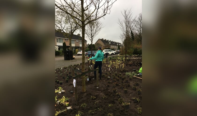 <p>Bloembollen planten voor de bijen. Foto: Voorschoten voor de bijen</p>