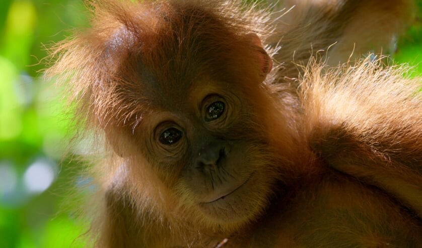 'A life on our Planet', de film van David Attenborough, draait op 2 oktober in Filmtheater Voorschoten.
