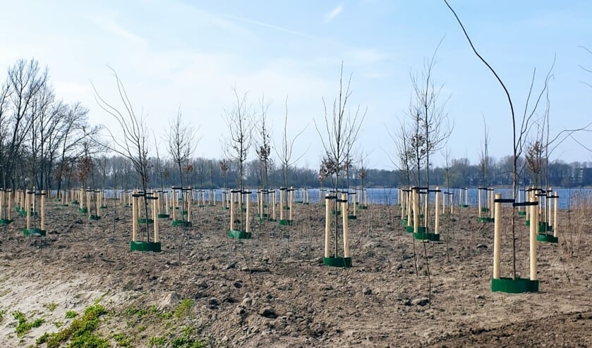 <p>Nieuwe bosaanplant in Vlietland langs de A4 zal het verkeerslawaai nog meer verminderen. Foto Ed en Sonja ©</p>