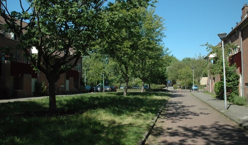 <p>De bomenmotie van GroenLinks, CDA en D66 werd door de gemeenteraad aangenomen. Er komen jaarlijks 20 bomen bij</p>