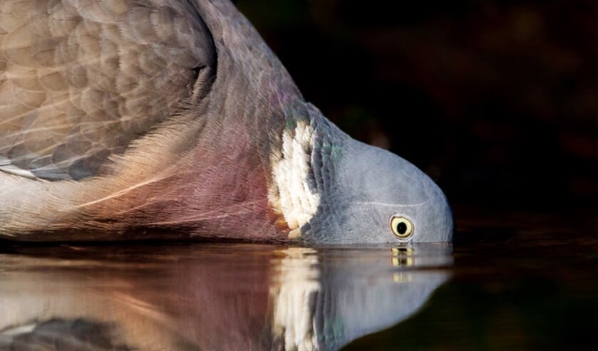 <p>Het oordeel van de jury over deze winnende foto van Edwin Bosch: “Schitterend van compositie, een dagelijkse vogel die er nu bijna buitenaards uitziet, zeer origineel beeld, zo zie je de houtduif nooit.” </p>