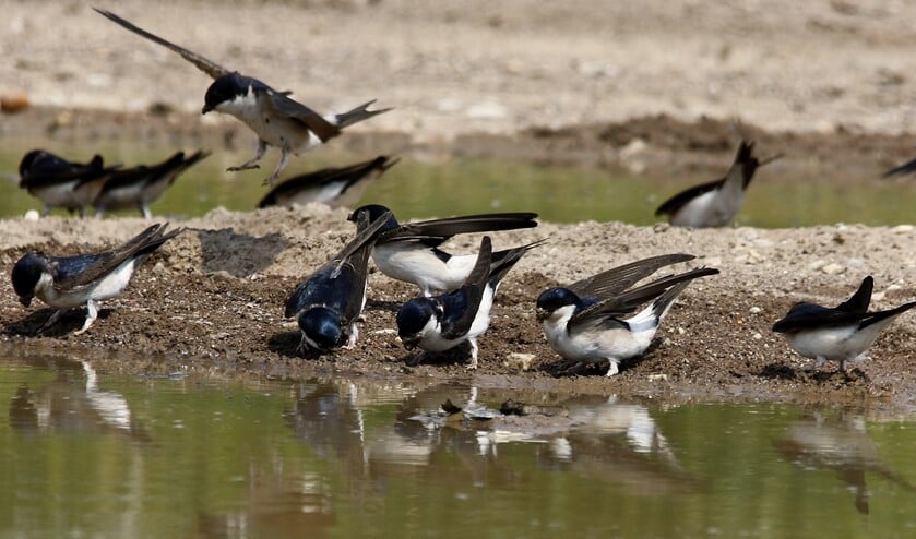 Huiszwaluwen verzamelen hapjes klei voor hun nesten (foto: Peter Elfferich)
