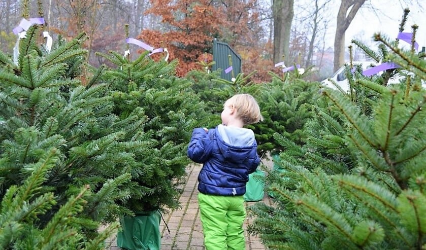 <p>Je kunt weer kerstbomen kopen op Buitengoed Dorrepaal, maar je moet wel in de auto blijven, behalve om de kersboom in te laden.</p>