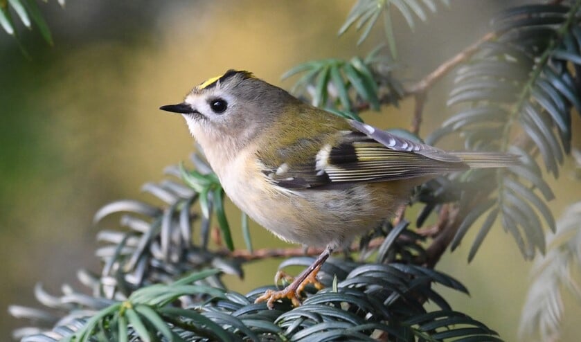 Goudhaantje: het kleinste vogeltje van Nederland heet tegenwoordig officieel goudhaan (foto: Casper van Baarle)