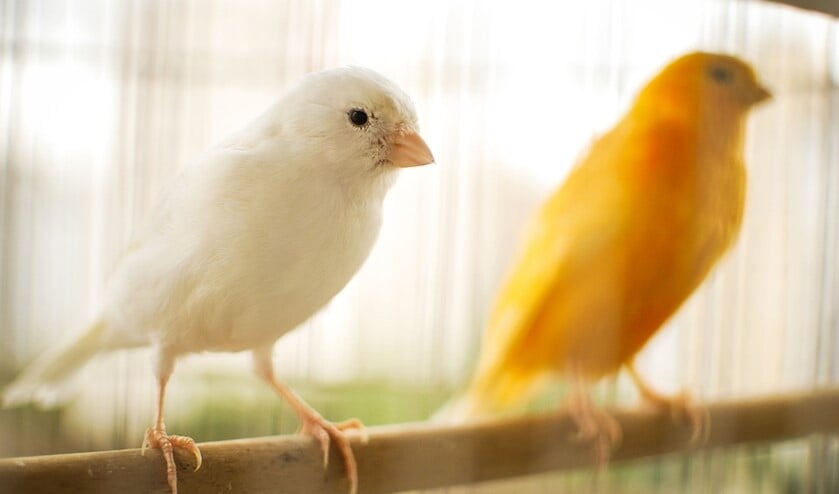 Een grote variatie aan vogels. Foto: pr