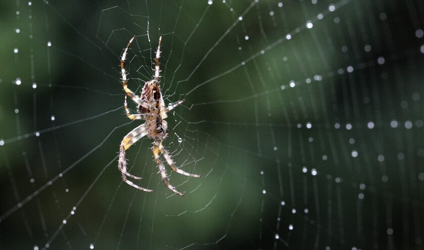 <p>De kruisspin eindigde ook dit jaar op nummer 1. (Foto: Johan Haringsma)</p>