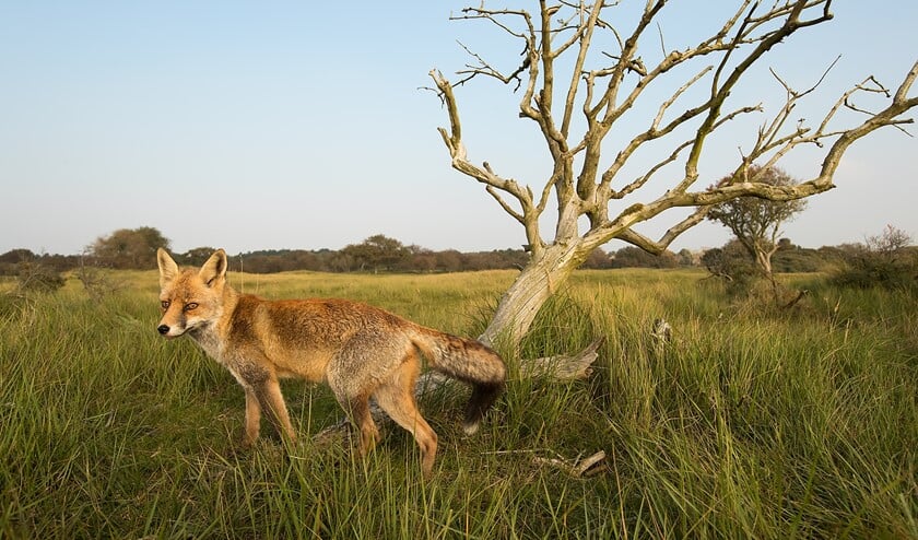 Een vos eet vlees en vruchten (foto: Gerard de Hoog)