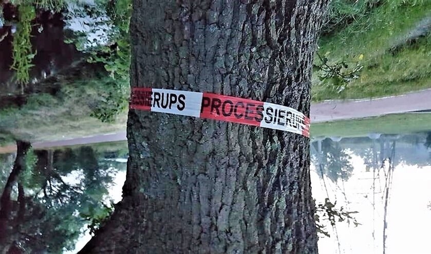 Lintje om een boom in Leidschendam die is besmet met de eikenprocessierups (foto: pr).