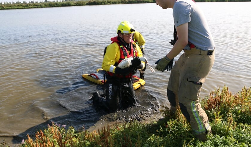 Brandweermannen redden jonge lepelaar in de Groenzoom. (foto: Caroline Elfferich)