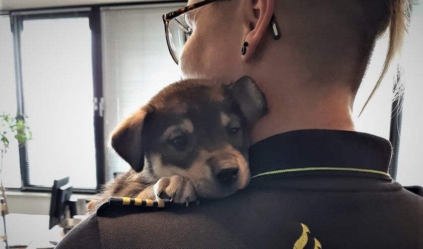 <p>De wijkagent Voorburg-Midden met een van de in beslag genomen puppy's (foto: politie LV).</p>