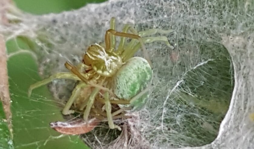 <p>Web met parende kaardertjes en het achterlijf van een insect. (foto: Fred de Haas)</p>