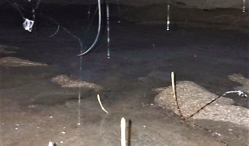 <p>Het water staat in de kruipruimtes en de 'asperges' groeien gewoon onder de woningen (foto: Pim Bleeker).</p>