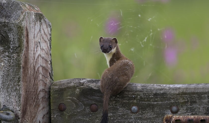<p>De hermelijn heeft een zwarte punt aan de staart. (foto: Gerard de Hoog)</p>