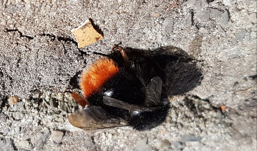 De steenhommel komt voor in tuinen, parken en in bermen en is te herkennen aan de rode kont.