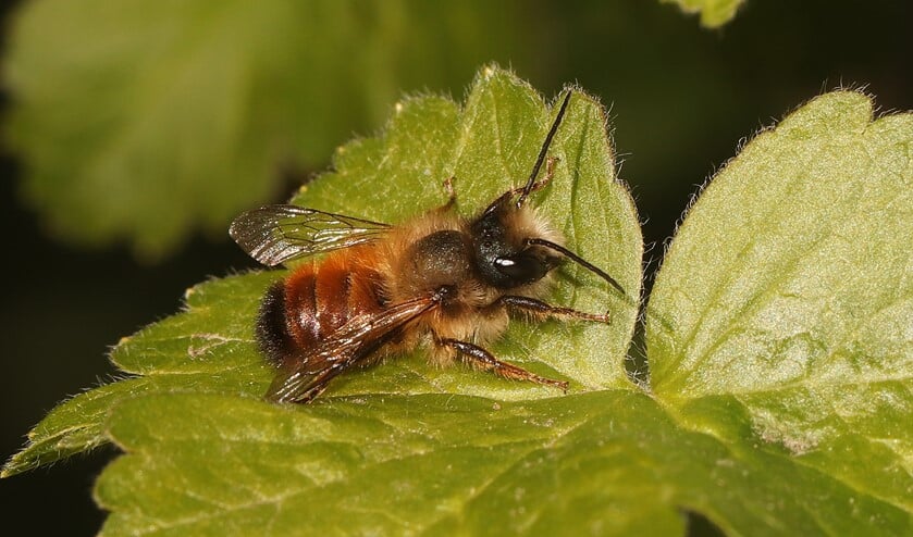 Mannetje rosse metselbij, circa 1 centimeter lang. (foto: Pieter van Breugel)