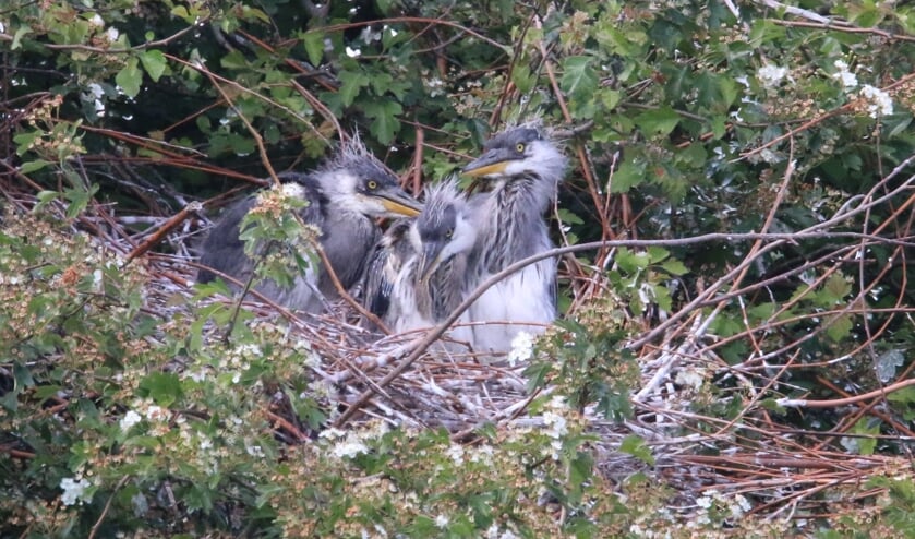 Drie jonge blauwe reigers (foto: Caroline Elfferich)