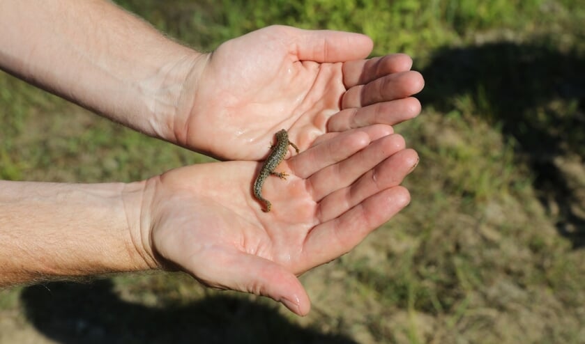 Op veel locaties lijkt het aantal salamanders sterk afgenomen.