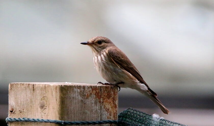 Grauwe vliegenvanger, een zeldzame broedvogel in Pijnacker-Nootdorp. (foto: Peter Elfferich)