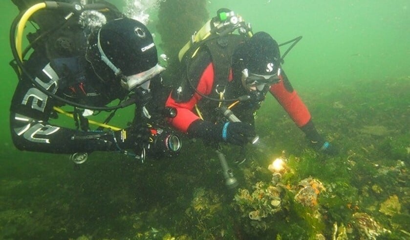(foto: Sub Marine Stars).