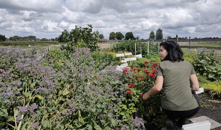 Groenten inslaan bij tuinderij de Groenzoom is een van Natascha's tips.