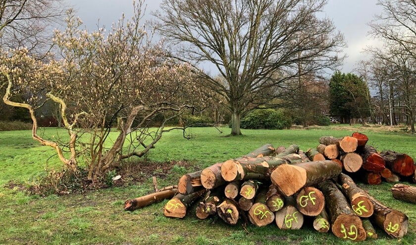 Er moet meer groen worden behouden en sociale woningbouw worden gerealiseerd op Schakenbosch (foto: Jeannet Willemsen).