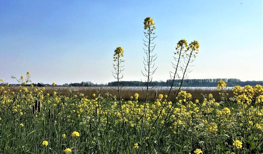 Uitgestrekte koolzaadvelden bij de waterplas in recreatiegebied Vlietland in Leidschendam (foto: Ton Lassche).