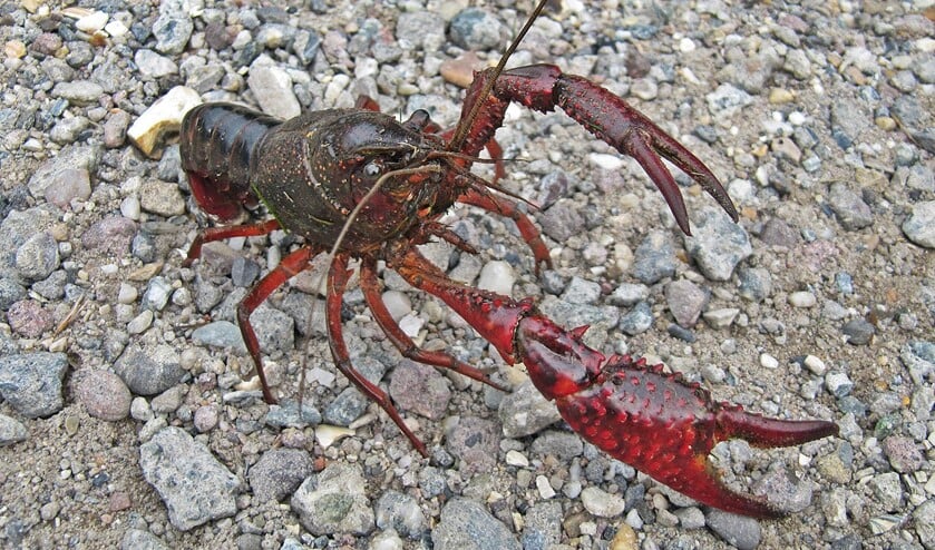 Rode Amerikaanse rivierkreeft, inclusief scharen circa 20 centimeter. (Foto: Anneke Klein)