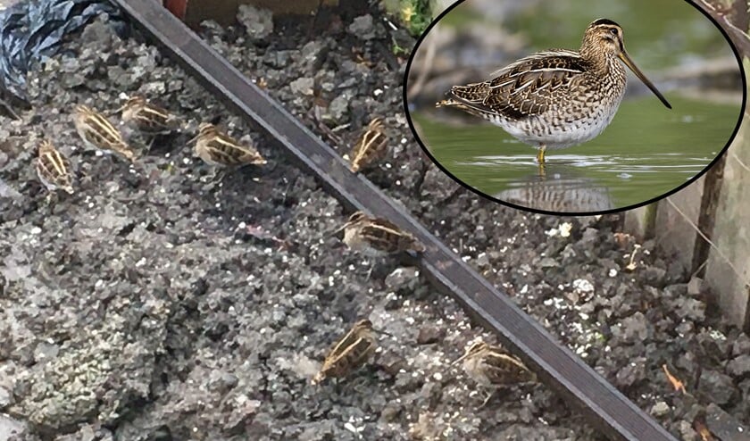 <p>Watersnippen in tuin (foto: Noël Landman). Watersnip inzet (foto: Gerard de Hoog)</p>