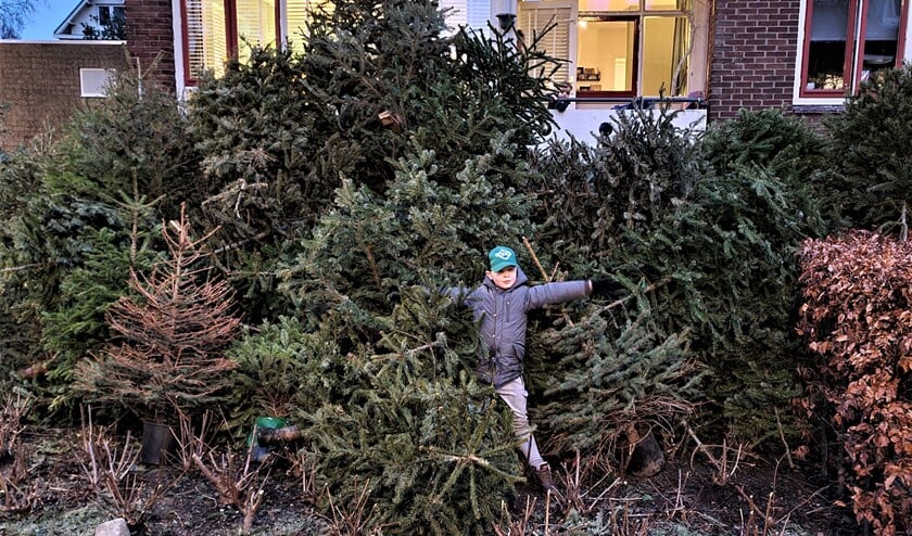 <p>Jaylen in de grote hoop met kerstbomen die bij zijn opa in de tuin liggen opgeslagen (foto: Ap de Heus).</p>