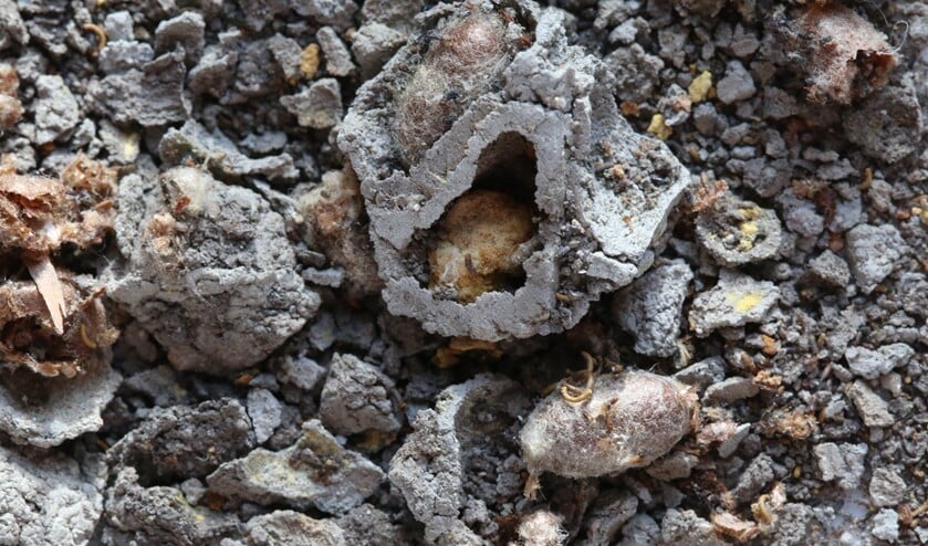 <p>Uit elkaar gevallen nestje van rosse metselbij. (foto: Caroline Elfferich)</p>