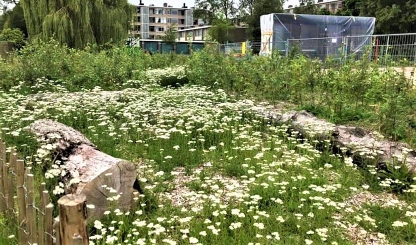 <p>Een natuurlijk bosje zo midden in de stad is wel even wennen. Het ziet er niet netjes geharkt, geschoffeld of gesnoeid uit (foto: gemeente LV).</p>