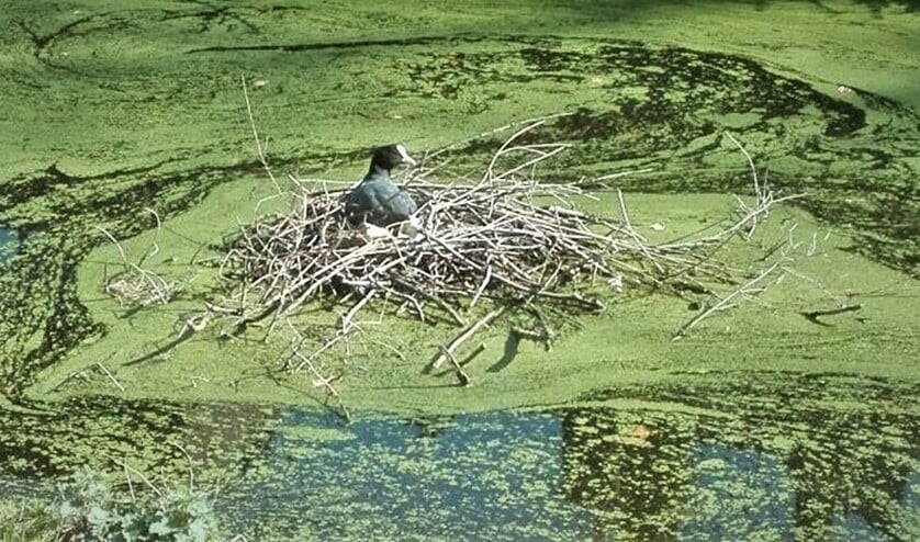 <p>Meerkoetnest Rijswijk (foto: Anna Kreffer).</p>