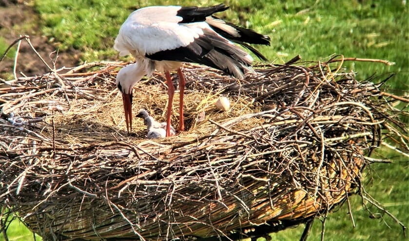 <p>Vanuit de naastgelegen flat zijn er drie kuikens in de nestkom te zien (foto: Caroline Walta).</p>