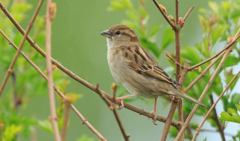 <p>Vrouwtje huismus (foto: Adri de Groot; www.vogeldagboek.nl)</p>