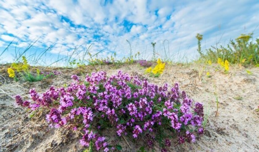 <p>Wilde tijm (Foto Nico van Kappel)</p>