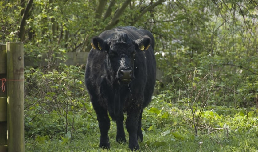 In het Hartelpark kun je Galloway runderen tegenkomen (Foto: Madeleine de Haas)