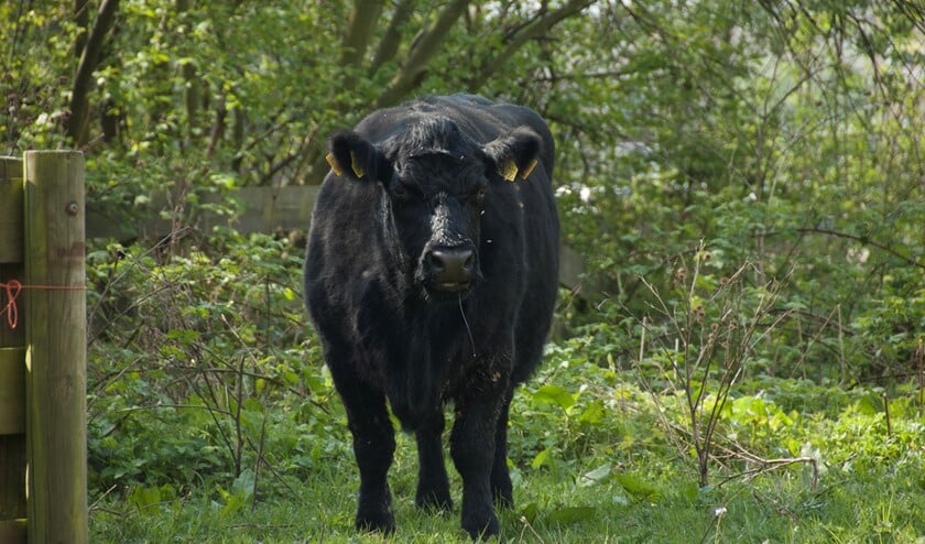 In het Hartelpark kun je Galloway runderen tegenkomen.