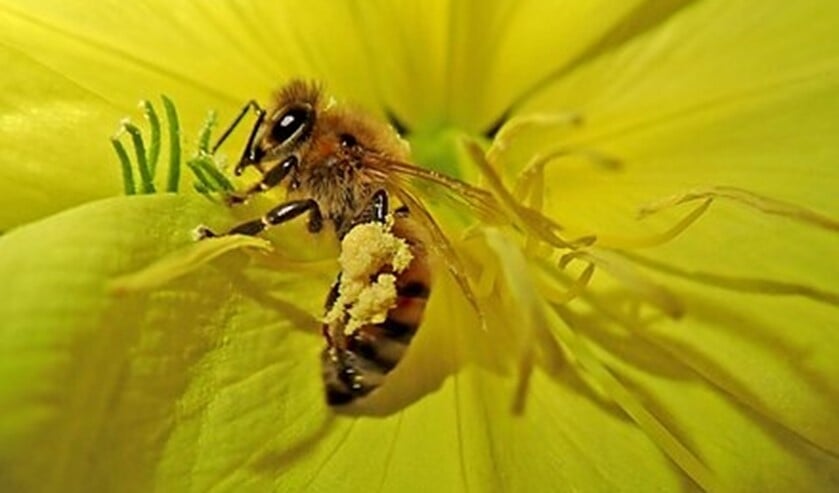 Bij met stuifmeel op haar lijf bij de Teunisbloem