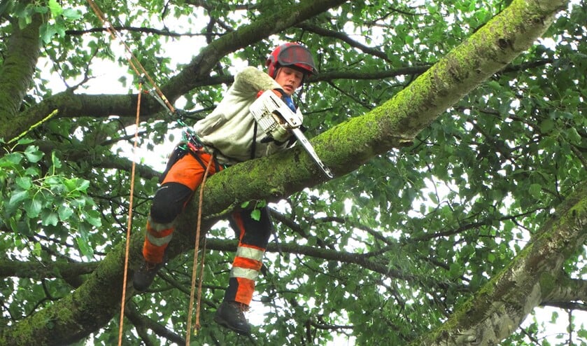n T Werk Wouter Bloemendal Is European Tree Worker