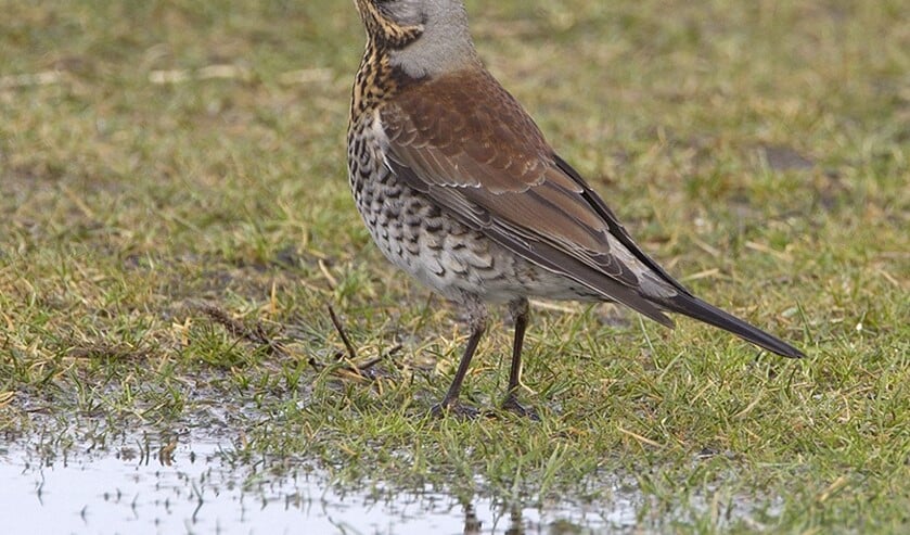 <p> Kramsvogel (© Stichting Duinbehoud) </p>