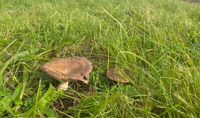 <p>Kruisdisteloesterzwammen groeien op de wortels van de kruisdistel op mineraalrijke klei- of zandgrond, vaak op dijken. Zoals op de Nieuwendijk. (Foto: Gerard Lokker) </p>