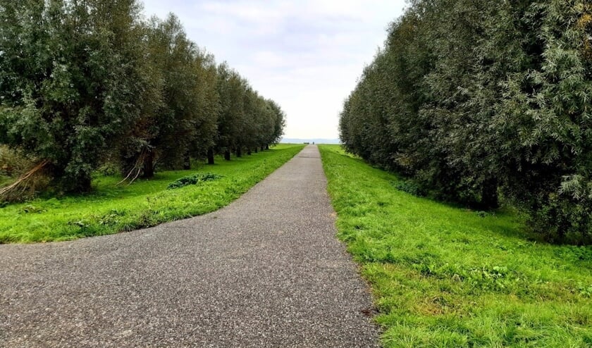 <p>Knotwilgen Plattendijk Hellevoetsluis (Foto: boswachter)</p>