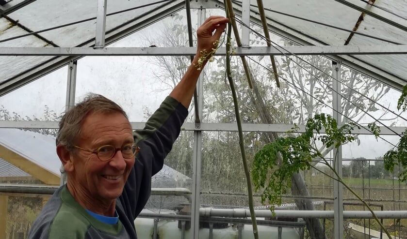 <p>Cees Breederland uit Stellendam heeft in de moringa oleifera,, ook wel ‘wonderboom’, een boom gevonden die veel voor de gezondheid doet. </p>