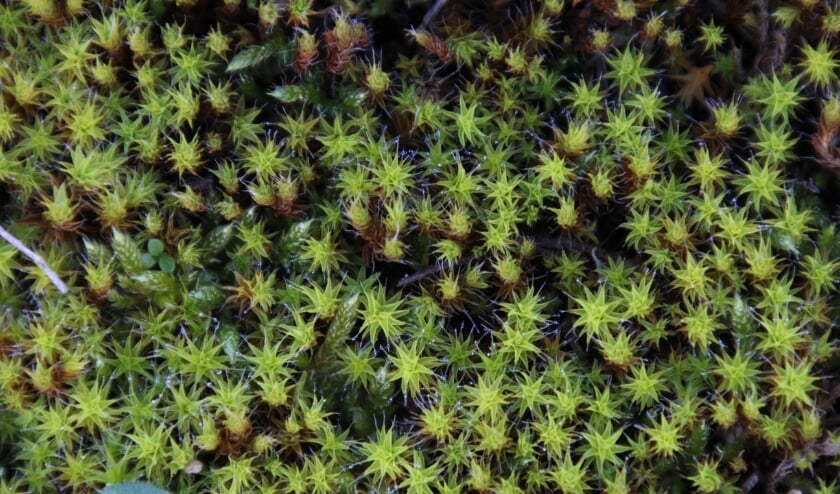 <p>Groot duinsterretje</p>