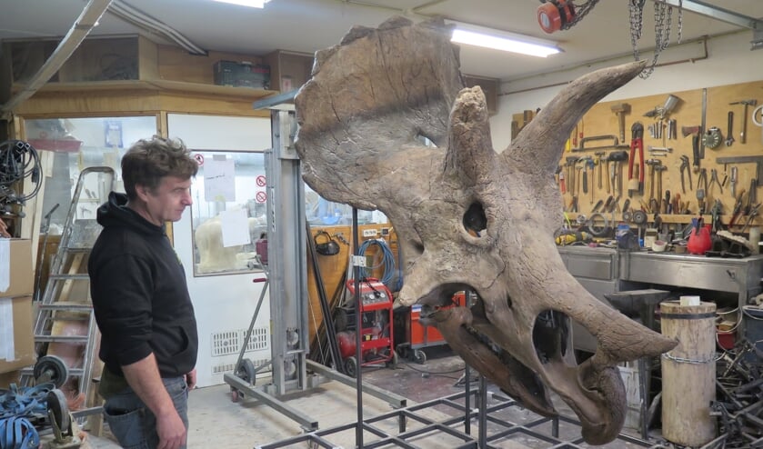 <p>De schedel van de Triceratops heeft het kenmerkende nekschild en drie hoorns</p>