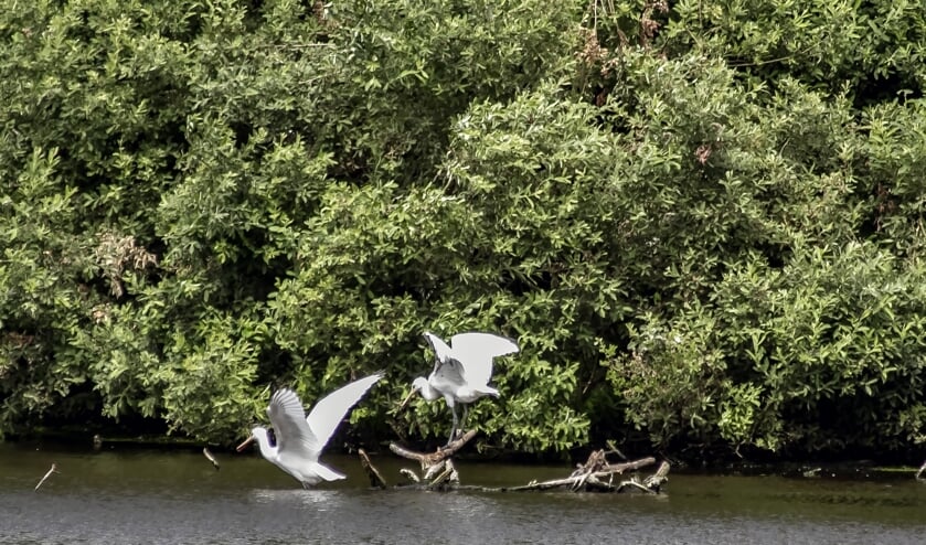 <p>Het Quackjeswater (Foto: Wil van Balen)</p>