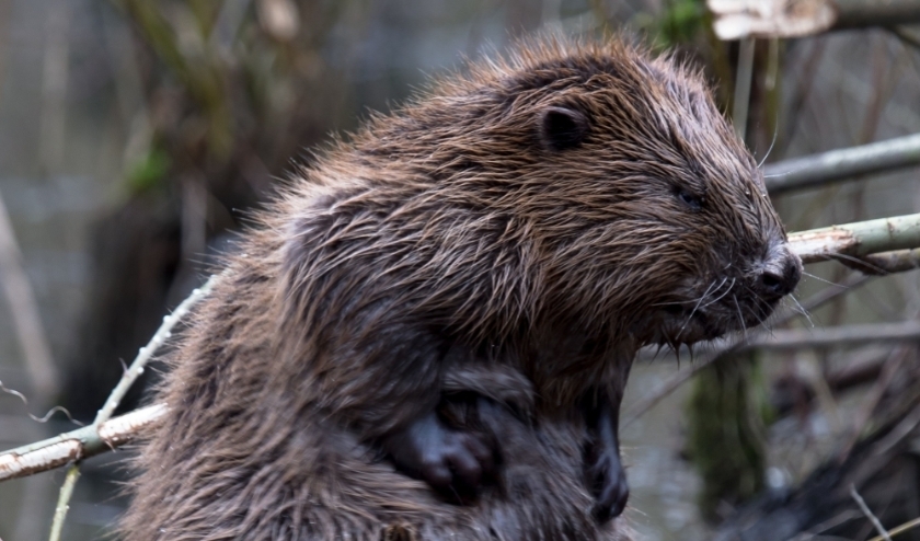 De bever breidt zijn leefgebied steeds verder uit.