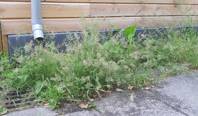 <p>Groenonderhoud kan volgens de respondenten wel beter.</p>